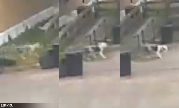 violent dog attack Baytown