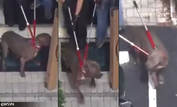 hulking pit bull-type dog kills woman