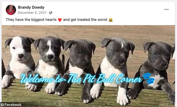 Brandy Dowdy pit bull owner and advocate