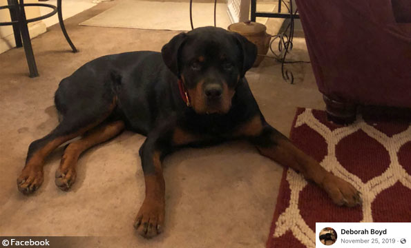 pet rottweilers Sevier county kill woman