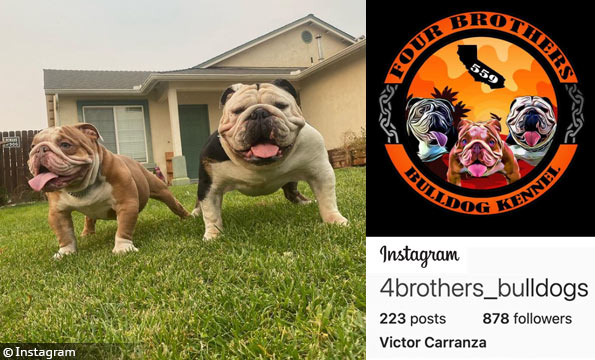 Four Brothers Bulldog Kennels