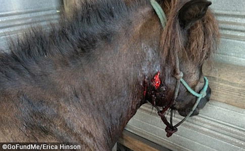 pit bull attacks mini horses in bethune south carolina