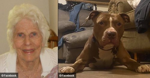 2013 Dog Bite Fatality: Baltimore Woman, 56, Killed By Her Pet Pit Bull ...