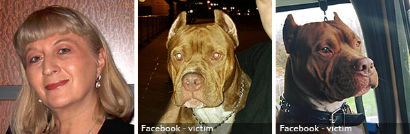Marina Verriest fatal pit bull attack, 2022 breed identification photograph