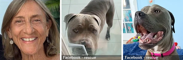 Pam Robb fatal mastiff-type dog attack, 2022 breed identification photograph