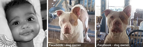 Serenity Garnett fatal American bulldog attack, 2022 breed identification photograph