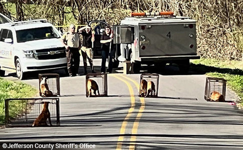 dog pack kills jefferson county
