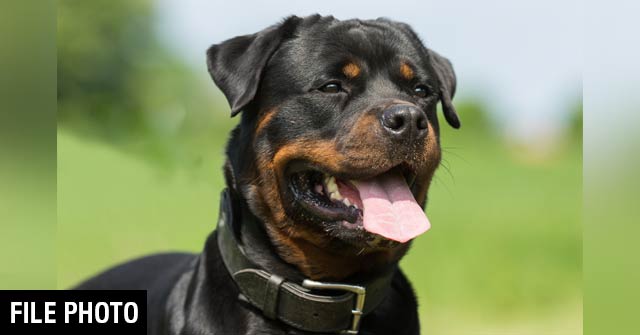 rescue rottweiler tears off arm rosendale, NY