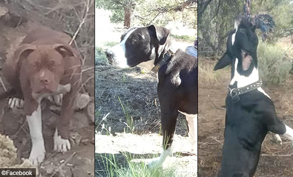 pit bulls kill homeless man at dirt world