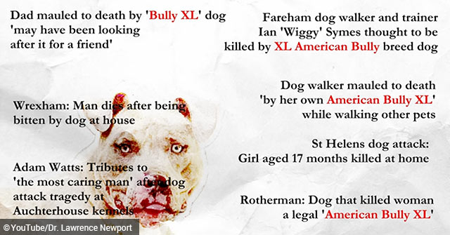 American XL Bully  Dog Training Blog