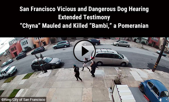 Pit bull attacking pomeranian San Francisco