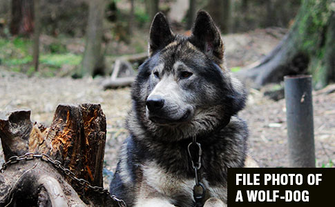 Pet Wolf-Dog Hybrid kills infant