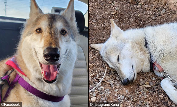 wolf-dog hybrid kills infant