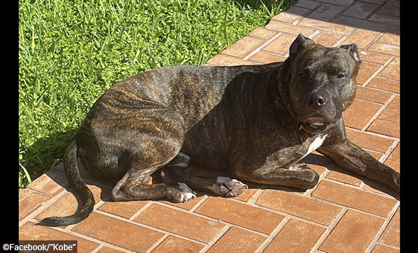 suspected dog bite fatality Miami-Dade
