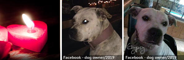 Adult Jane Doe - fatal American bulldog attack, 2023 breed identification photograph