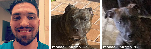 Alexander Torres - fatal pit bull attack, 2023 breed identification photograph