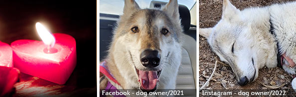 Infant John Doe - fatal wolf-dog hybrid attack, 2023 breed identification photograph