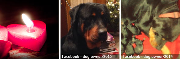 Jessica Wauters - fatal rottweiler attack, 2023 breed identification photograph