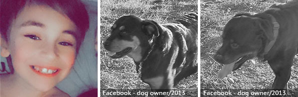Kellan Boner - fatal rottweiler attack, 2023 breed identification photograph