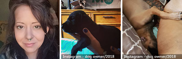 Kristen Potter - fatal great dane attack, 2023 breed identification photograph
