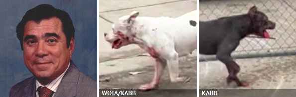 Ramon Najeras Jr - fatal pit bull attack, 2023 breed identification photograph