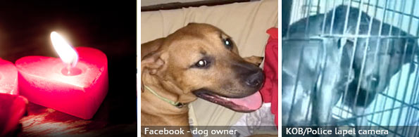 Stanley Hartt - fatal dog attack, 2023 breed identification photograph