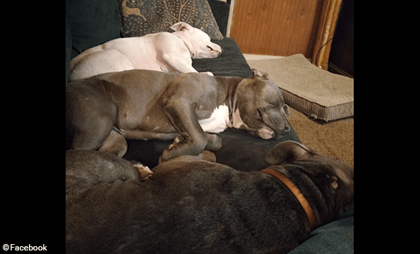 Three pit bulls that killed Patti Webb