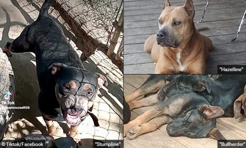 2023 Dog Bite Fatality: Arkansas Man Arrested After Pack Of Guarding ...