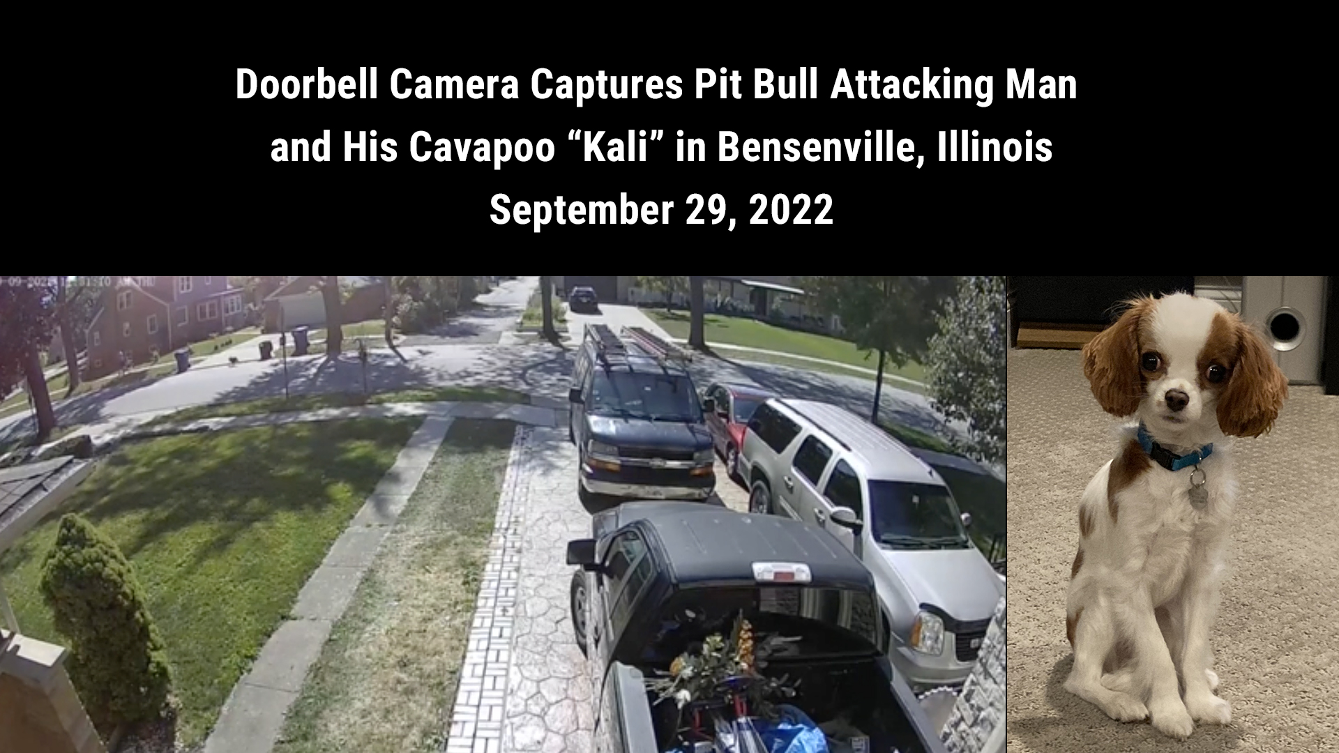 Pit bull attacks cavapoo captured on doorbell camera