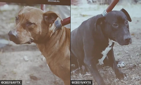 dog mauling trial, longview