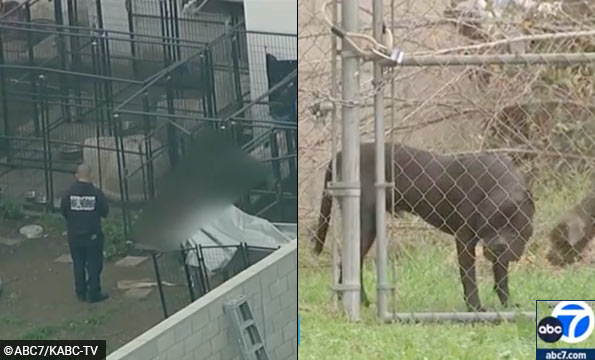Pack of breeding pit bulls kill man in Compton, CA