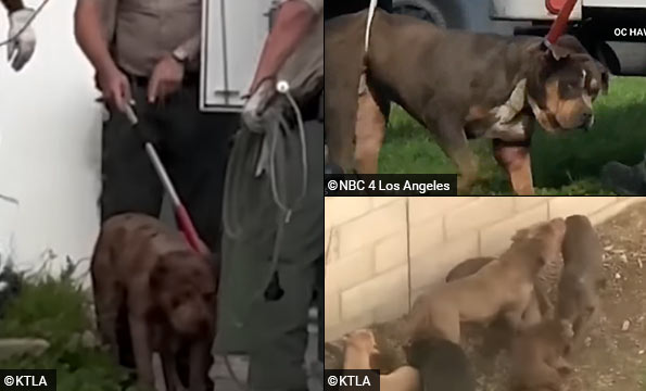 Pack of breeding pit bulls kill man in Compton, CA