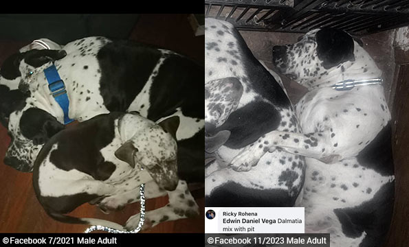 baby killed east hartford dog attack - dalmation pit bull mixes