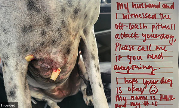 layla is recovering after violent pit bull attack
