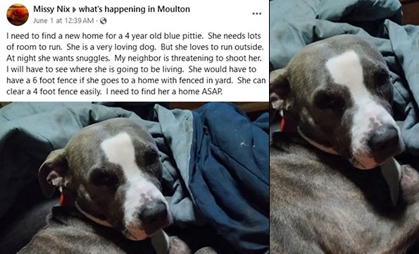 One of the dogs involved in the Lawrence County, AL dog bite fatality.