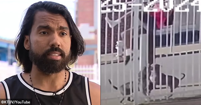 San Francisco Man Scales Tall Fence to Escape Violent Pit Bulls