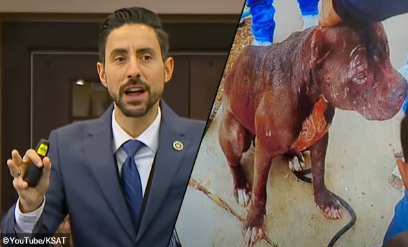 Prosecution closing arguments fatal pit bull attack San Antonio