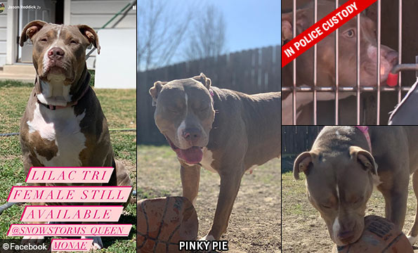 babysitters xl pit bulls - Pinky Pie female