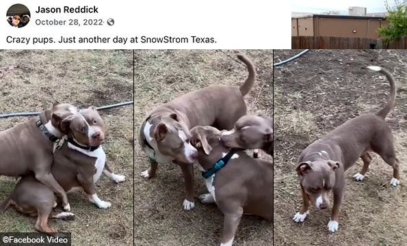 babysitters xl pit bulls - Snowstorm bullies Texas