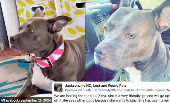 family dogs kill boy onslow county, north carolina