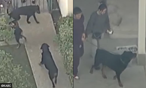 rottweiler kill child mansion in Covina