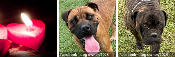 Adult Jane Doe - fatal bullmastiff attack, 2024 breed identification photograph