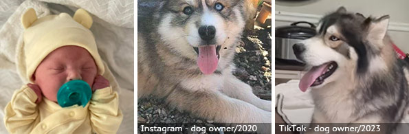 Amaya Carmack - fatal husky attack, 2024 breed identification photograph