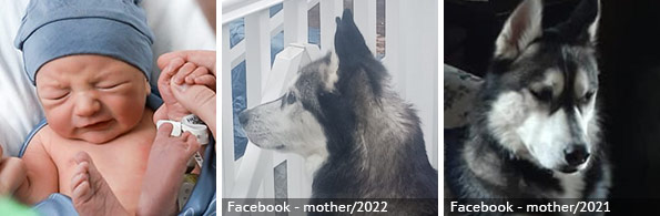 Brayden Heery - fatal husky attack, 2024 breed identification photograph