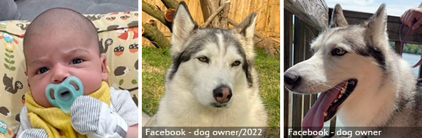 Ezra Mansoor - fatal husky attack, 2024 breed identification photograph