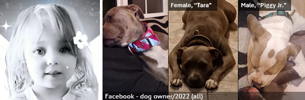 Zoey Hawkins - fatal pit bull attack, 2024 breed identification photograph