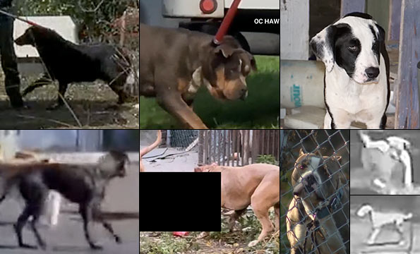 2024 breed identification photographs from six pack attacks