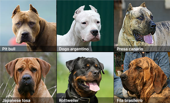 Photographs - frequent dangerous dog breeds restricted