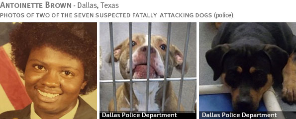 Antoinette Brown fatal pack attack - breed identification photograph