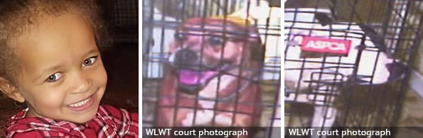 Kingsley Wright - fatal pit bull attack, 2024 breed identification photograph